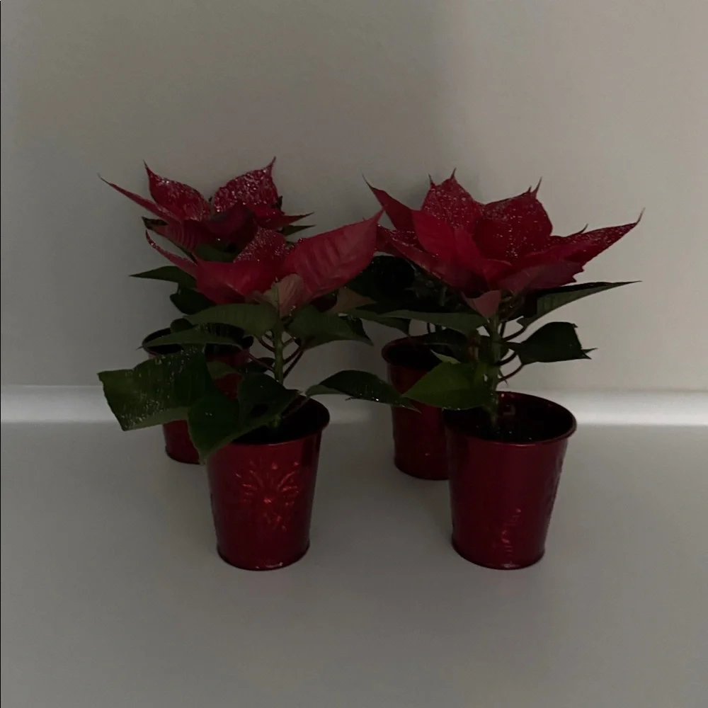 6 Mini Holiday Plant Pot